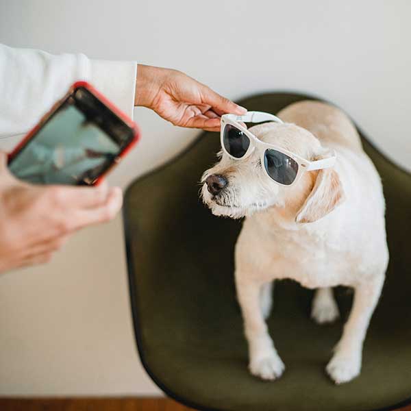 in-dog-glass Gray cat with black stripes looking up