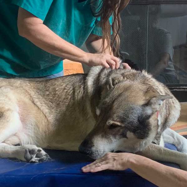 in-massage Gray cat with black stripes looking up